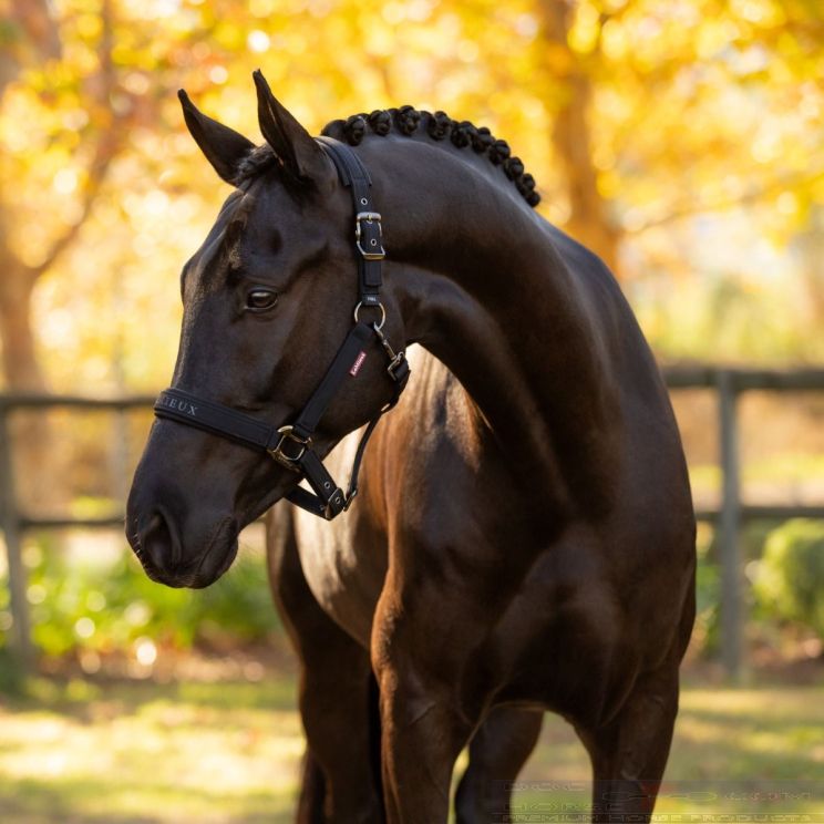 LeMieux Headcollar Essence Black