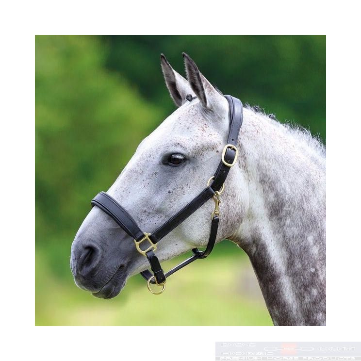 Shires Headcollar Blenheim