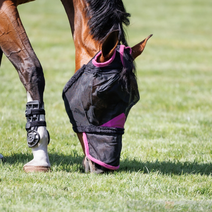 Weatherbeeta vliegenmasker