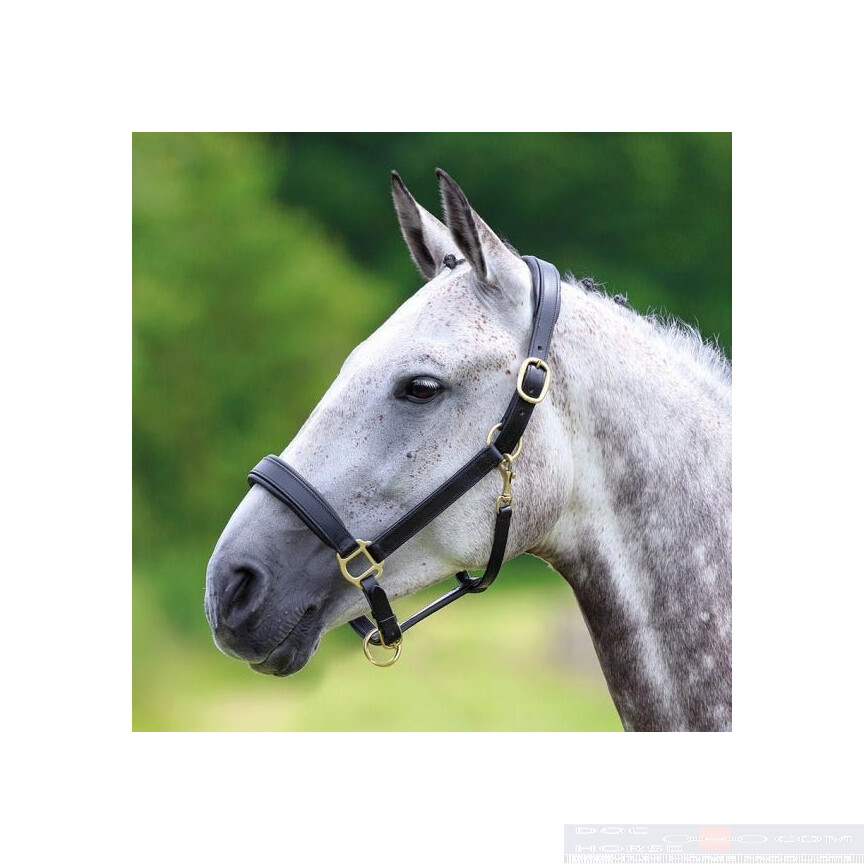 Shires Headcollar Blenheim