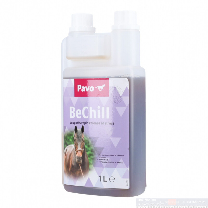 pavo bechill