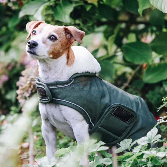 Kentucky Dog Coat Waterproof DocHorse
