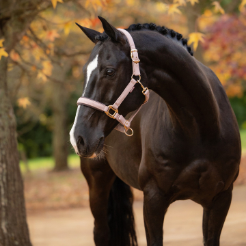 LeMieux Headcollar Essence 