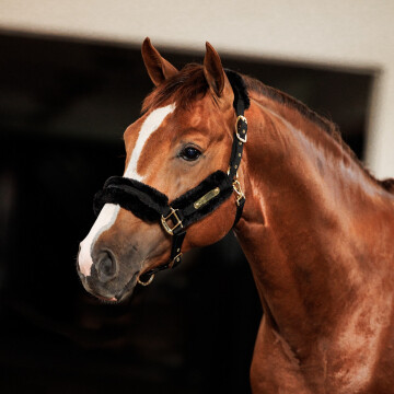 Kentucky Nylon Sheepskin Halter Pony 