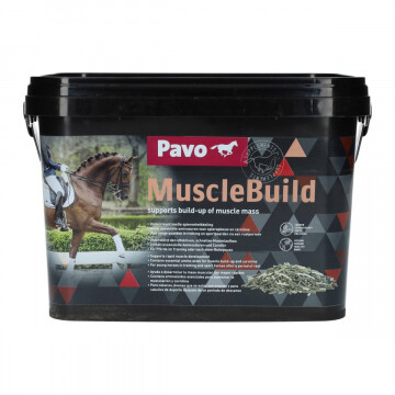 Pavo Muscle Build