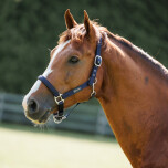 Dominick Headcollar