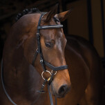 micklem competition bridle diamante